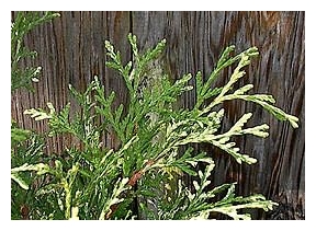 THUJA occidentalis 'Cristata Argenteovariegata'